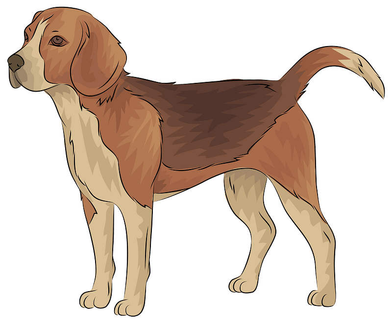 Illustration of a standing beagle with brown and tan coat, floppy ears, and alert expression against teal background.