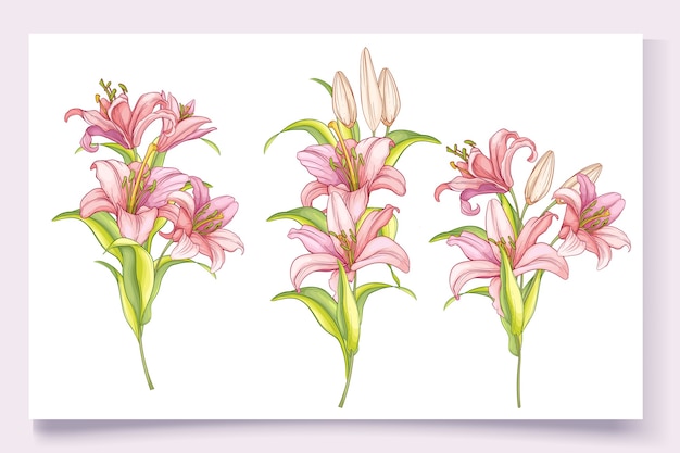 Lilium Stargazer Tiger Lily Clip Art - Lilly Png, Transparent Png ...