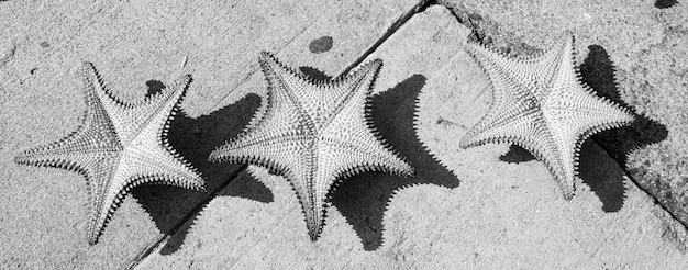 Three starfish arranged in a row on textured sand, captured in black and white with sharp detail and shadows.