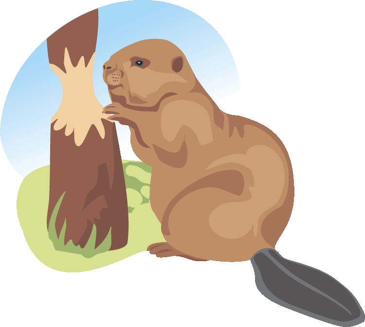 Beavers in Nature: Tree-Gnawing Behavior and Habitat