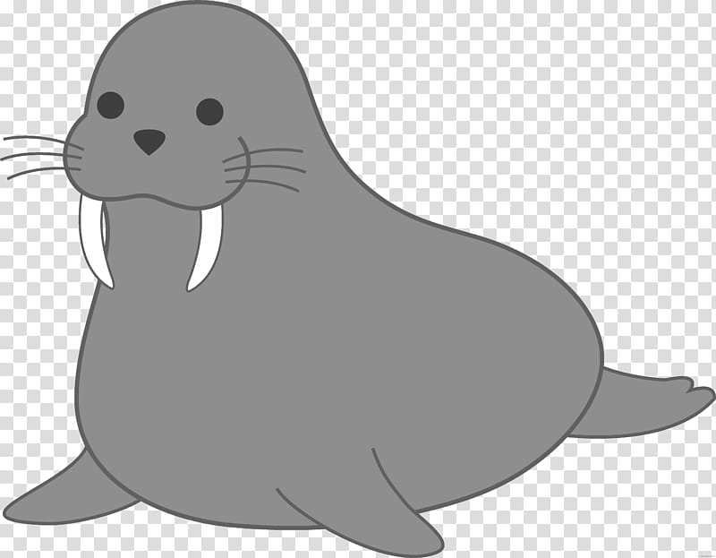 Gray cartoon walrus with large tusks, whiskers, and friendly expression on transparent background.
