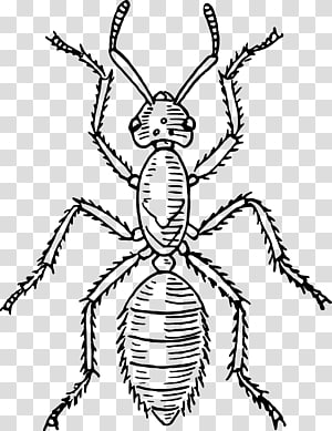 Black-and-white line drawing of an ant showing head, thorax, abdomen, six legs, and antennae in anatomical detail.