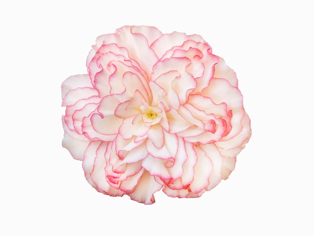 Elegant Pink Ruffled Flower - High-Resolution Botanical Image