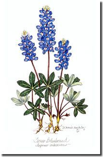 Bluebonnet (Lupinus texensis) botanical illustration with green foliage and yellow accents, labeled in cursive script.