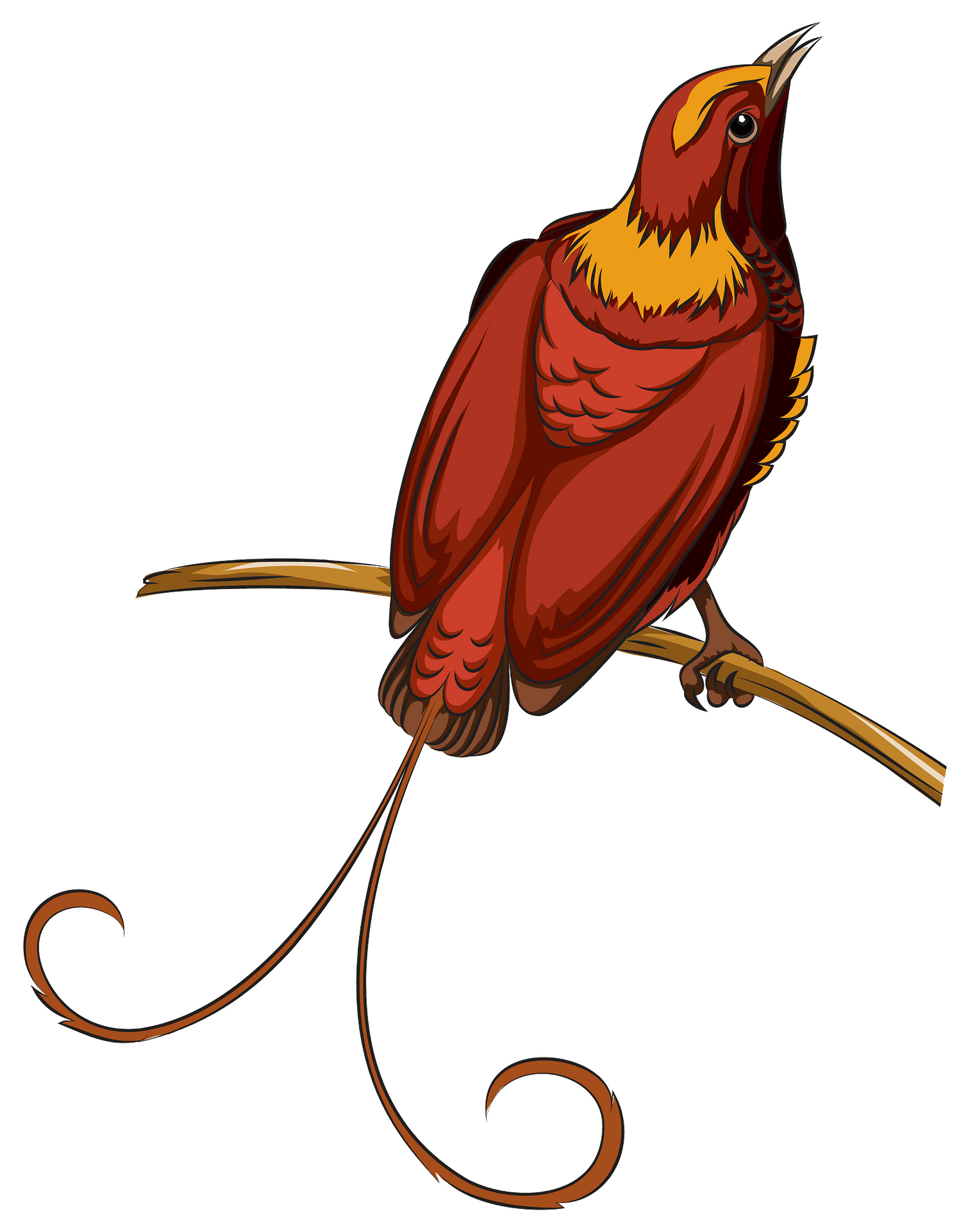 Vibrant red and gold bird with long curled tail perched on a branch, beak open as if singing.