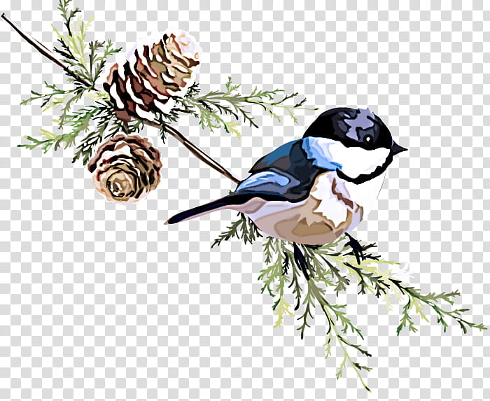 A black-capped chickadee perches on a pine branch with two pinecones and evergreen needles, illustrated in watercolor style.