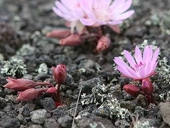 Delicate pink Lewisia flowers blooming among gravel and lichen in a high-altitude alpine setting.