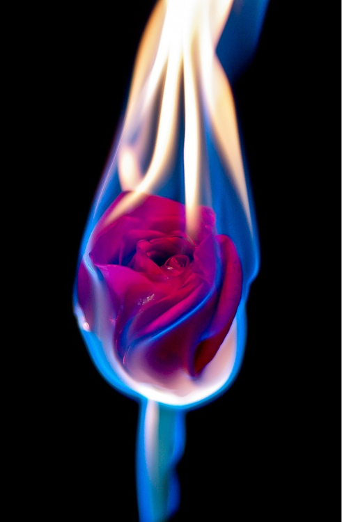 Fire Rose & Butterfly Goddess Live Wallpaper - free download