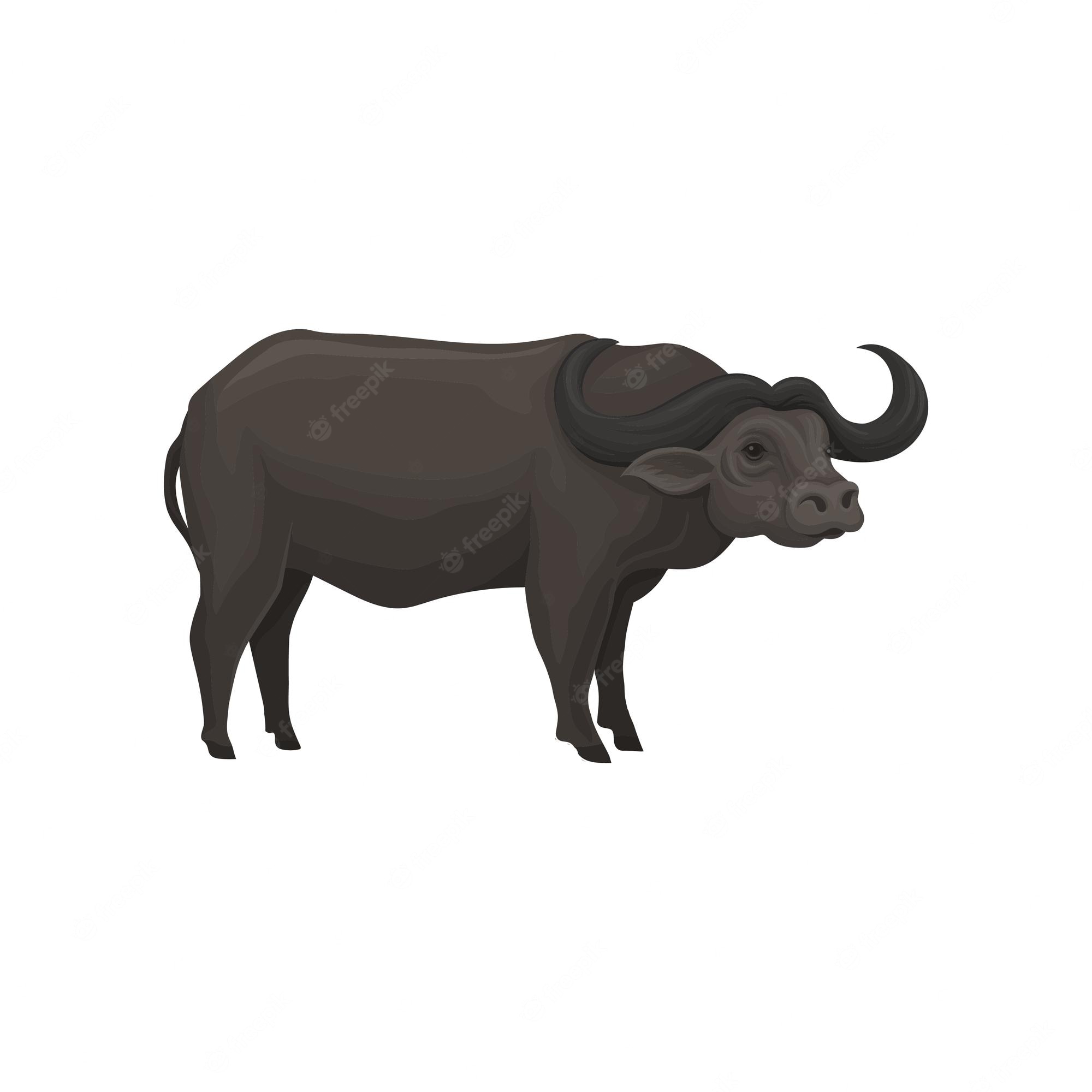 animal clipart buffalo