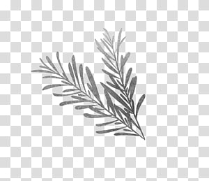 Watercolor illustration of rosemary sprigs with fine needle-like leaves on transparent background.