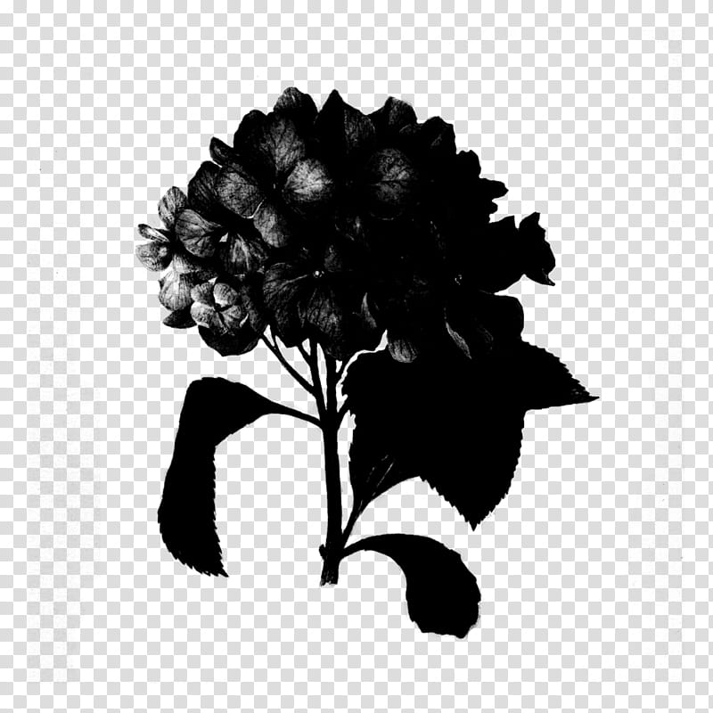 Black-and-white silhouette of a hydrangea flower with detailed petals and leaves on transparent background.