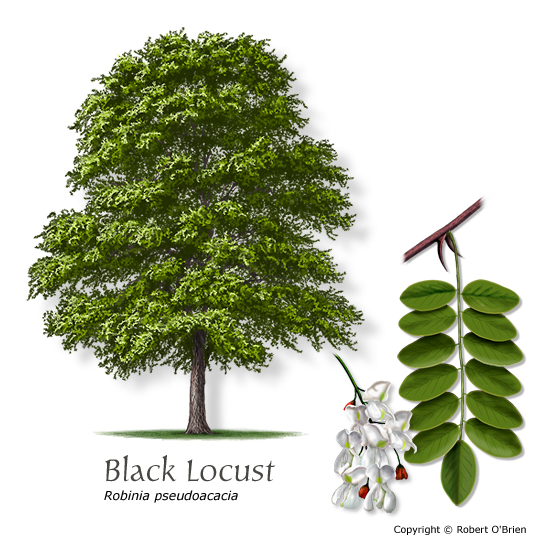 Black Locust Clip Art Image Tree Png X Px Black Locust Clip 8673 | The ...