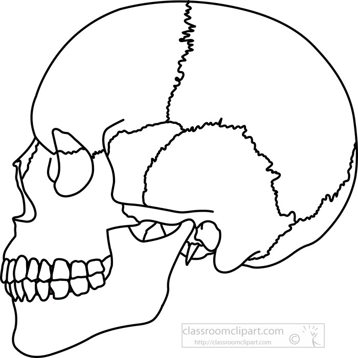 6,417 Skull Side View Images, Stock Photos & Vectors | Shutterstock ...