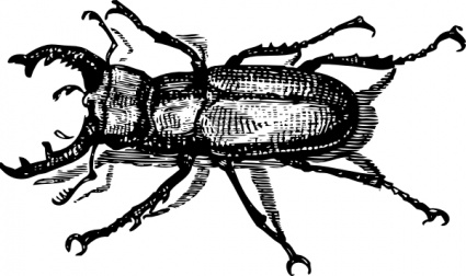 Detailed black-and-white illustration of a stag beetle with prominent mandibles and segmented body.