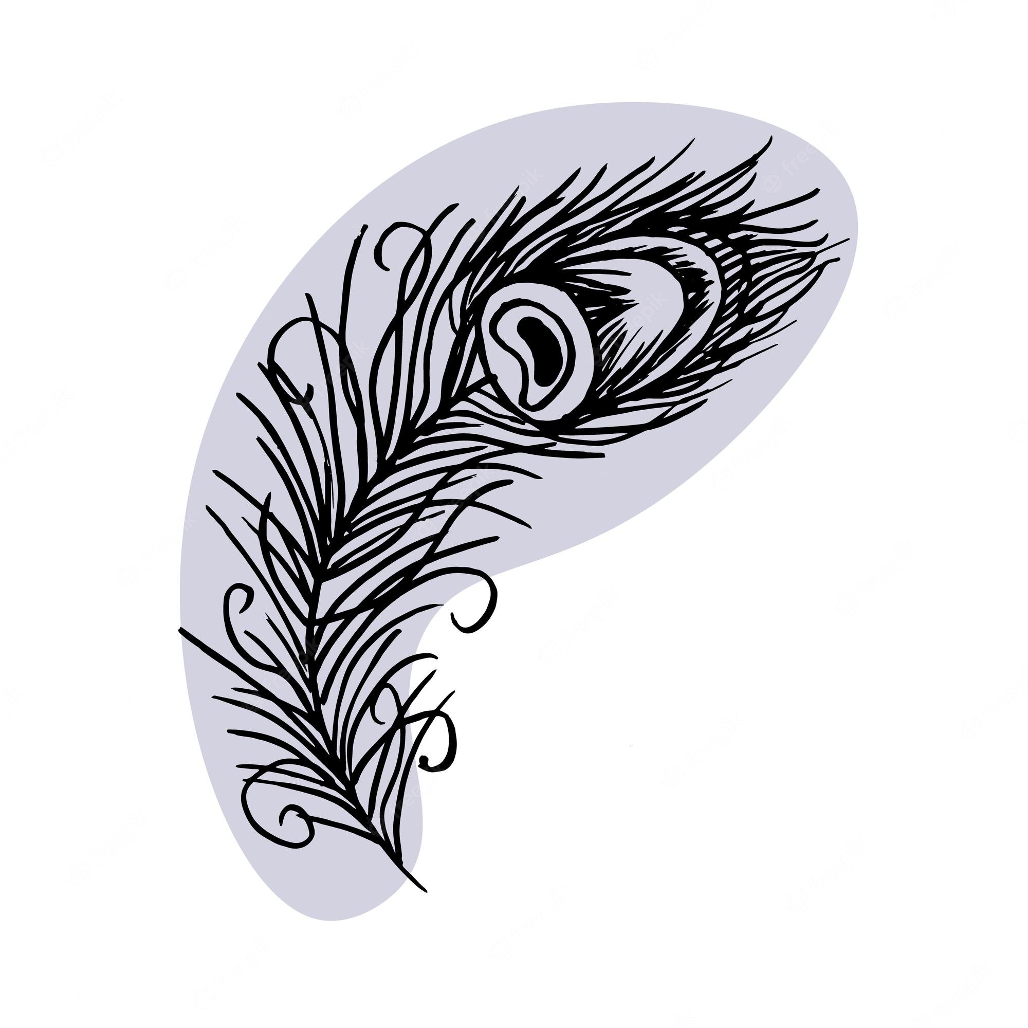 Black-and-white line drawing of a peacock feather with eye pattern on light gray oval background.