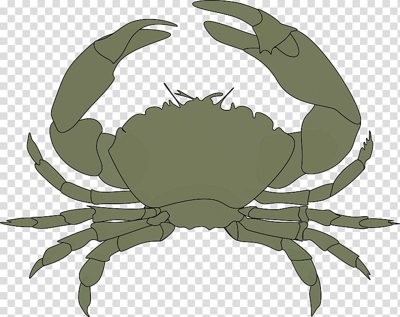 Olive-green crab illustration with raised claws and eight legs, on transparent background.