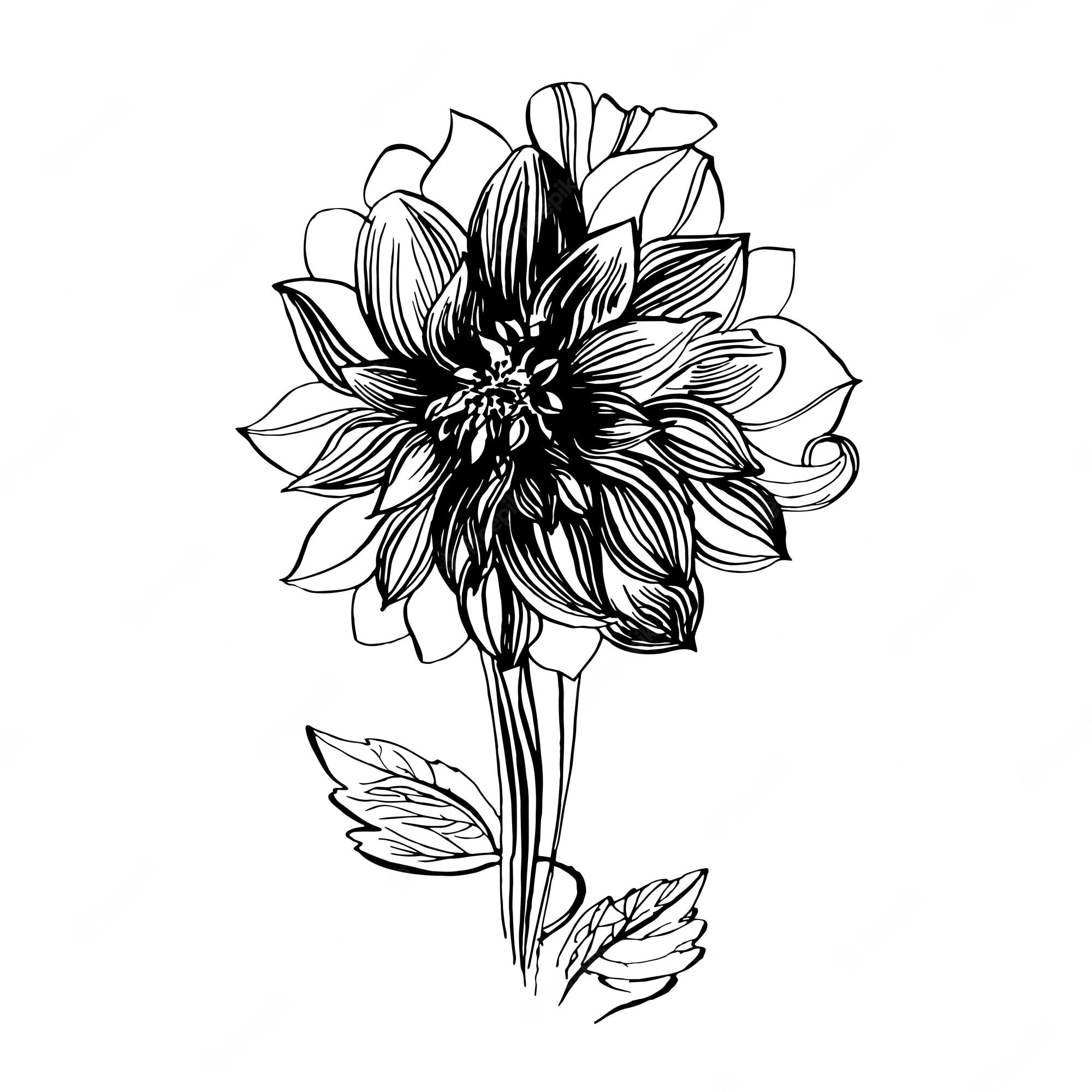 5,113 Dahlia Silhouette Images, Stock Photos & Vectors | Shutterstock ...