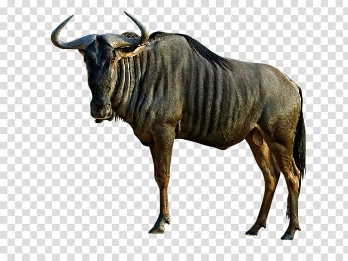 A blue wildebeest standing in profile, showcasing its curved horns, muscular build, and distinctive striped coat.