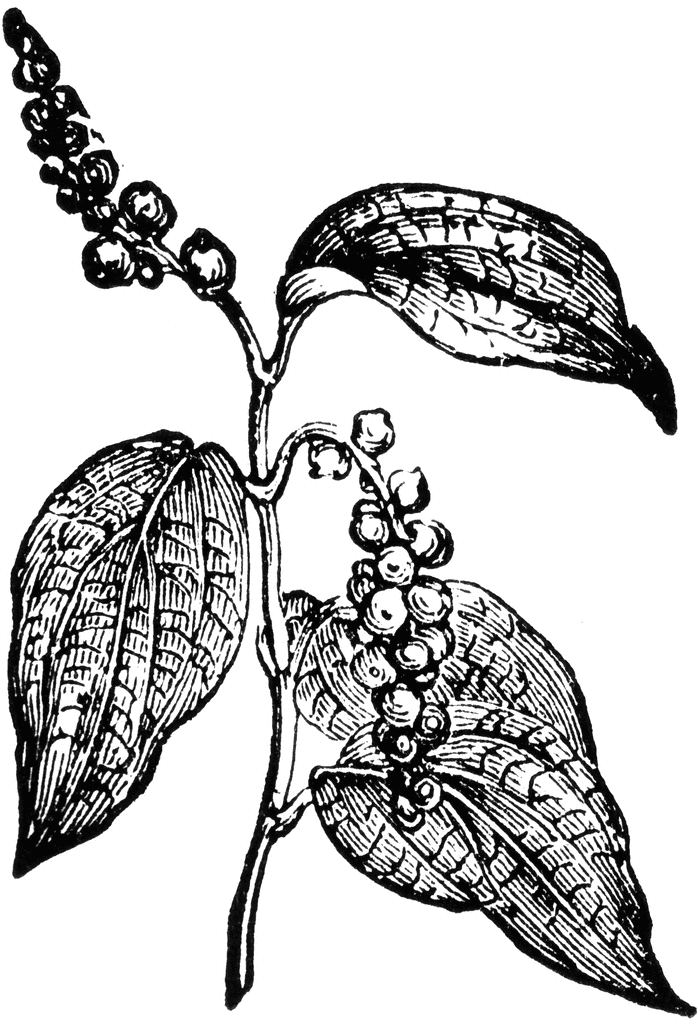 Botanical illustration of a pepper plant with leaves and clusters of berries on stems.