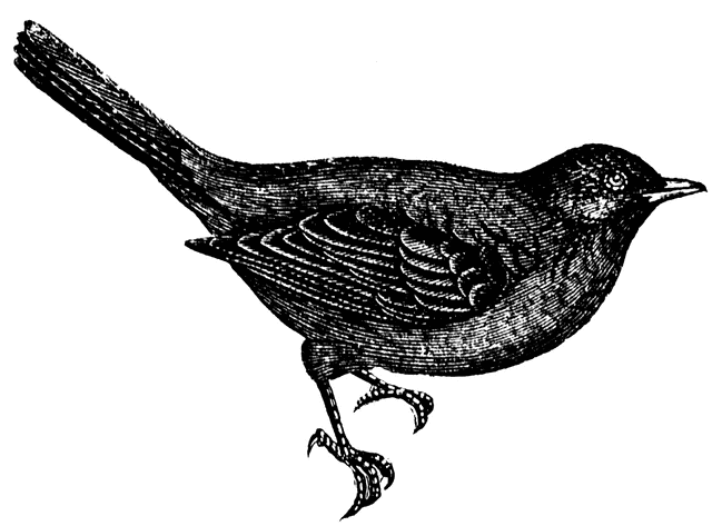 Black-and-white engraved illustration of a small passerine bird in profile, showing detailed feather texture and sharp claws.