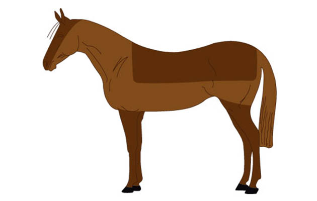 Free Horse, Download Free Horse png images, Free ClipArts on