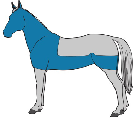 Diagram of a horse showing anatomical regions highlighted in blue and gray for educational or veterinary reference.