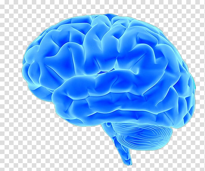 Blue 3D illustration of a human brain with detailed gyri and sulci on transparent background.