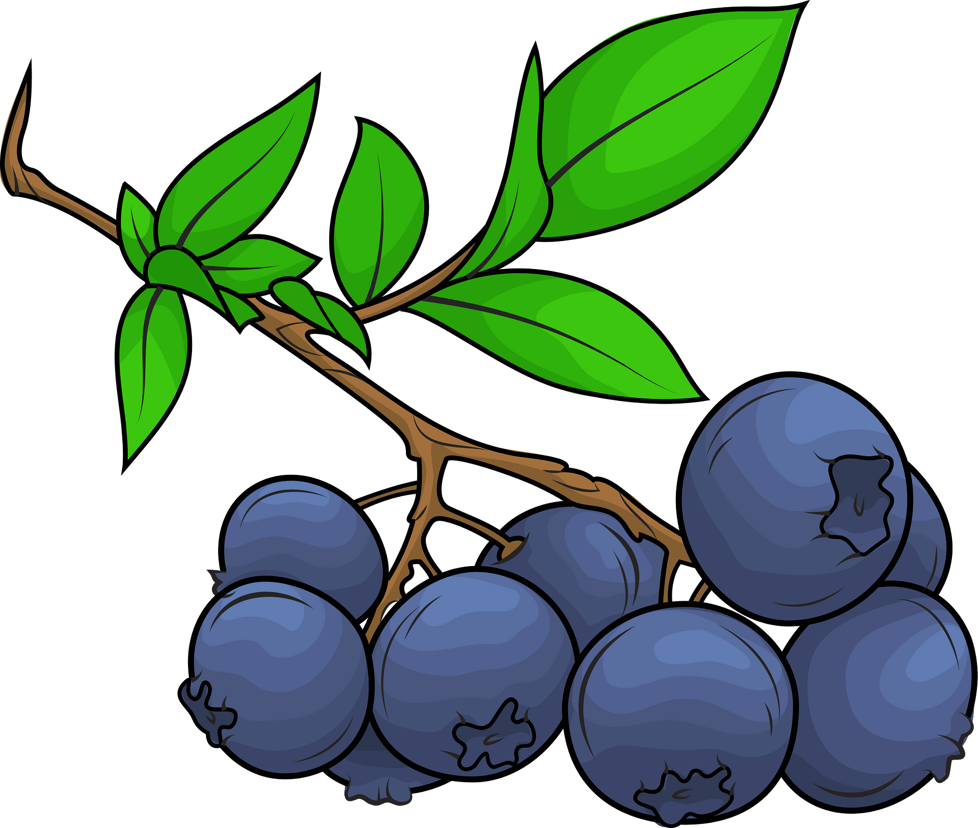 779 Blueberry clip art Vector Images | Depositphotos - Clip Art Library