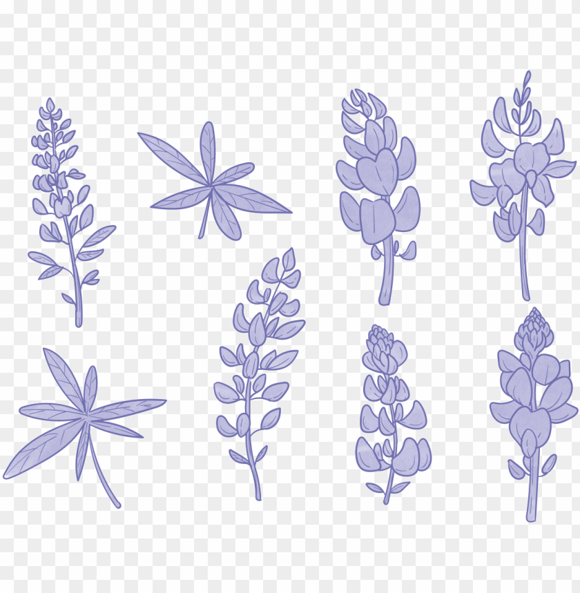 Eight hand-drawn purple botanical illustrations including lupine flowers and leafy stems on transparent background.