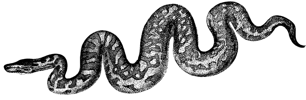 Detailed black-and-white illustration of a coiled snake with intricate scale patterns and sinuous body posture.