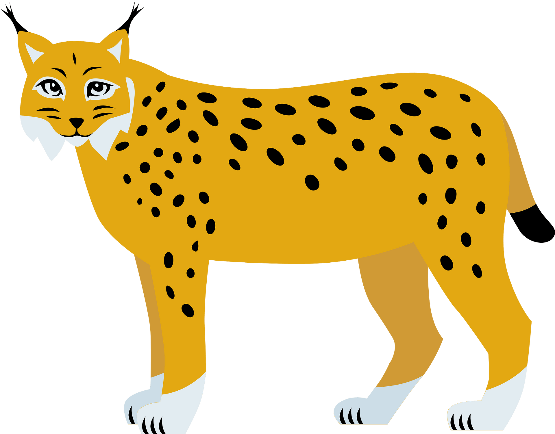 Bobcat clipart images and royalty-free illustrations | Clipart.com ...