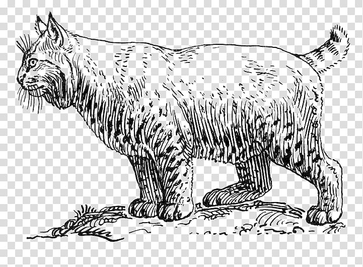 Black-and-white line drawing of a lynx standing alert, with tufted ears, spotted fur, and bushy tail on a checkered background.