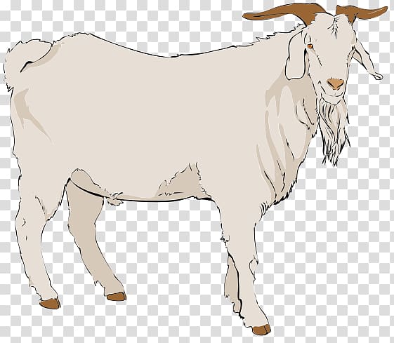 White goat with curved brown horns and beard, standing in profile on transparent background.