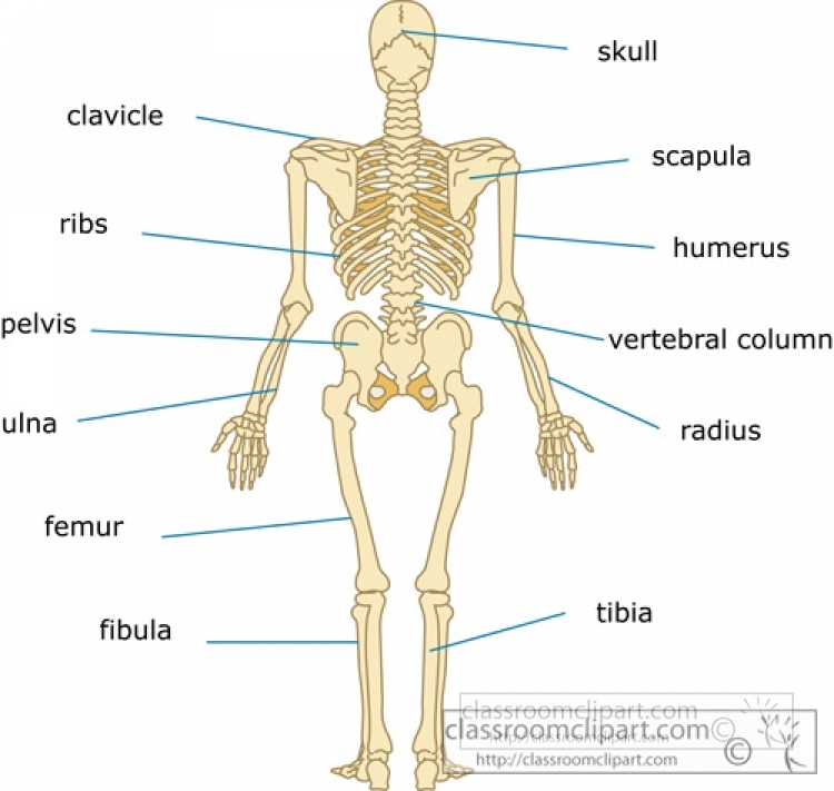 Back Anatomys - Clip Art Library