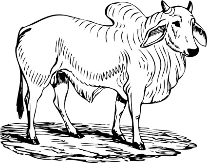 Black-and-white line drawing of a Zebu cow with hump, large ears, and drooping dewlap, standing on textured ground.