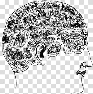 Vintage phrenology diagram showing a human head with labeled brain regions and illustrated faculties like 'Amativeness' and 'Cautiousness'.