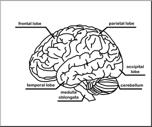 Human Brain Anatomy Diagram - Labeled Lobes and Key Structures