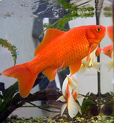 Goldfish in Home Aquarium - Care, Habitat & Visual Guide