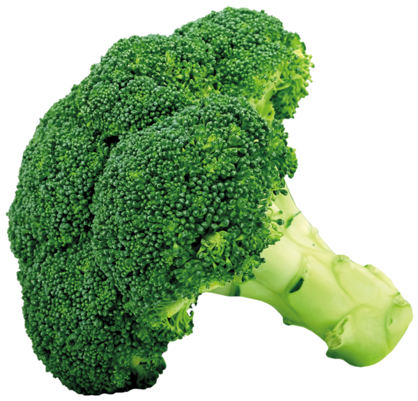 Fresh green broccoli floret with dense buds and pale green stalk, isolated on transparent background.