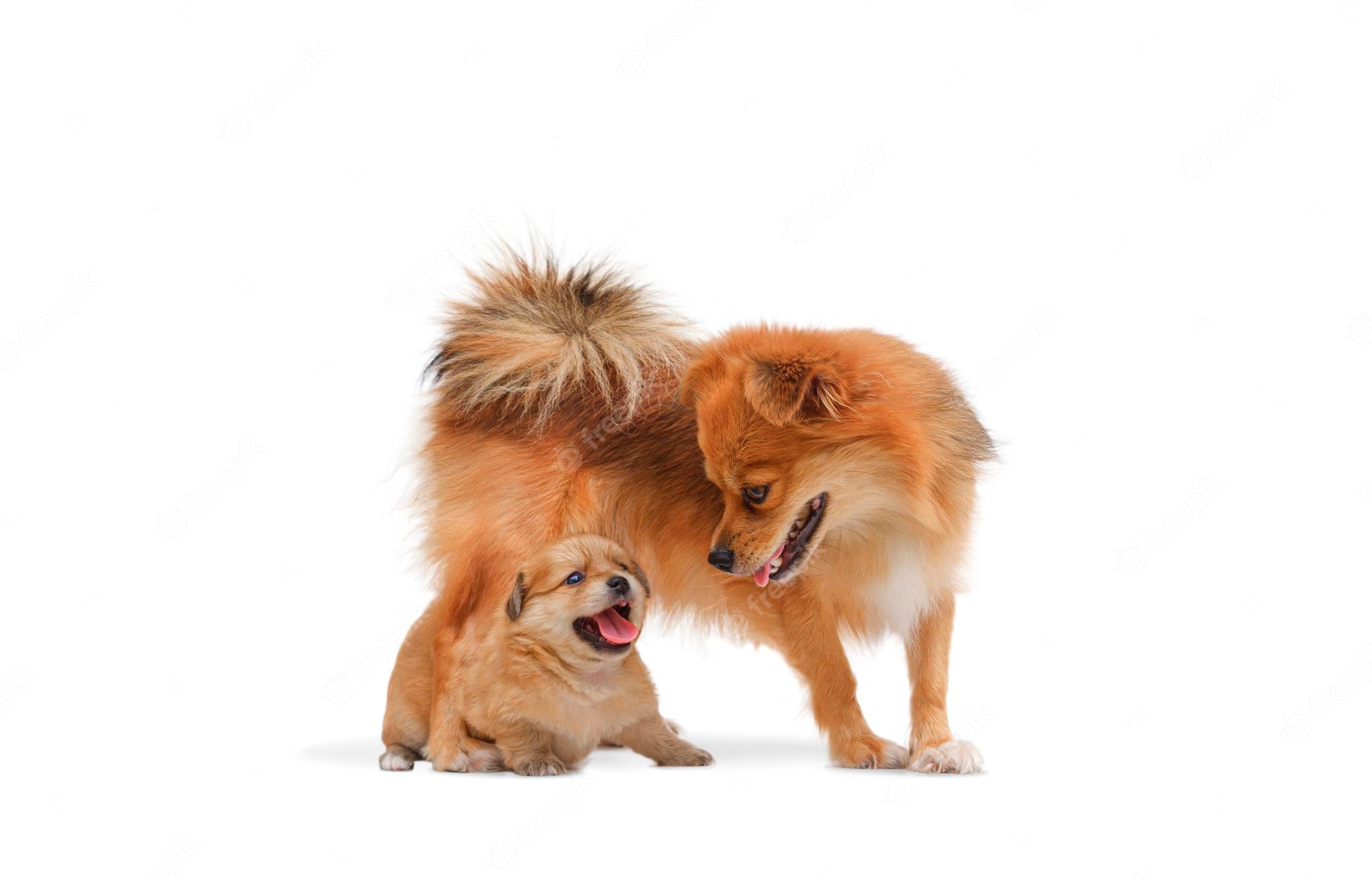 Fluffy orange Pomeranian adult and puppy playing together on white background, both with open mouths and joyful expressions.