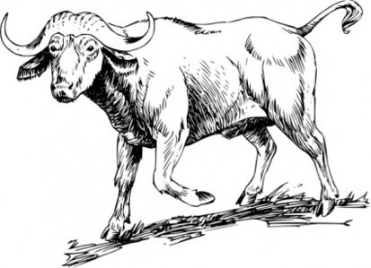 African Buffalo Illustration - Detailed Line Art Drawing