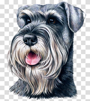 Detailed illustration of a smiling Schnauzer with salt-and-pepper fur and expressive eyes.
