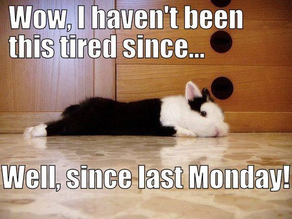 Exhausted black-and-white rabbit lying flat on tiled floor with humorous meme text about being tired since last Monday.