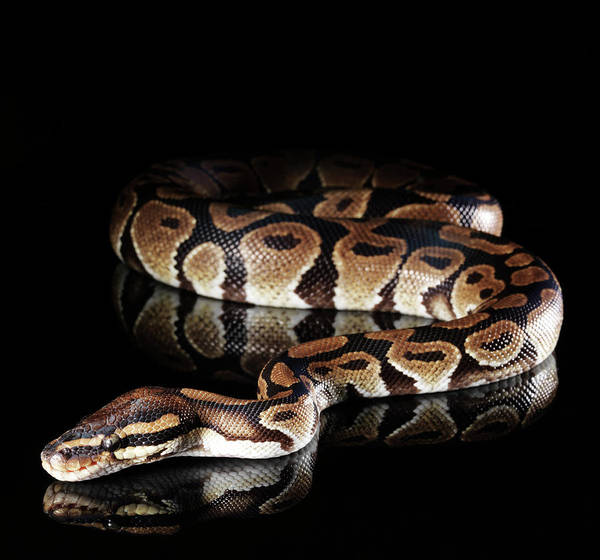 burmese pythons - Clip Art Library