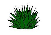 Illustrated green succulent plant with sharp, pointed leaves radiating outward in a rosette pattern.