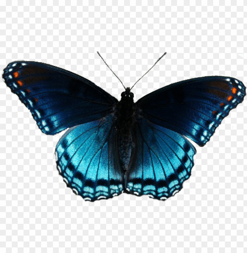 Blue Morpho Butterfly - Stunning Iridescent Wings & Natural Beauty