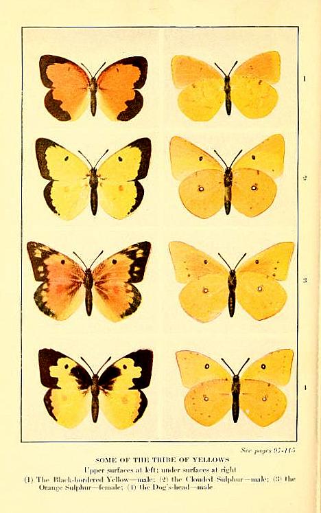 Yellow Butterflies of the Tribe Coliadinae - Identification Guide