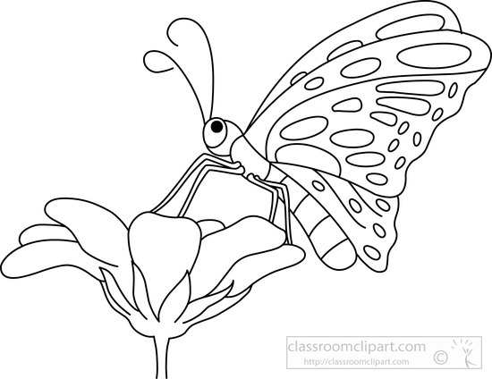 Butterfly on Flower Coloring Page - Free Printable Clip Art