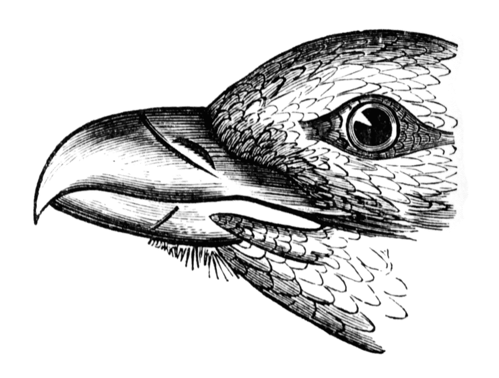 Detailed black-and-white engraving of a raptor’s head, showing hooked beak, intense eye, and feathered texture in profile.