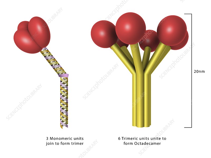 Diagram showing trimer formation from 3 monomeric units and octadecamer assembly from 6 trimers, scale bar 20nm.